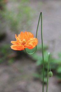Persevering Poppy